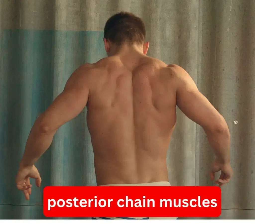 posterior chain muscles