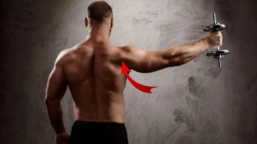 Analysis and importance of the rear delts