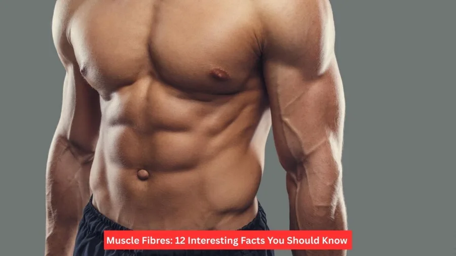 Muscle Fibres: 12 Interesting Facts You Should Know
