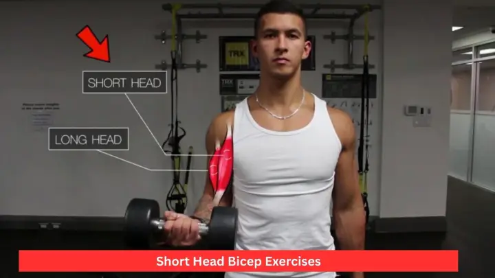 Short Head Bicep Exercises