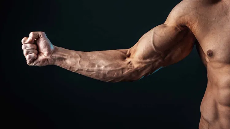 Anatomy of the Forearms