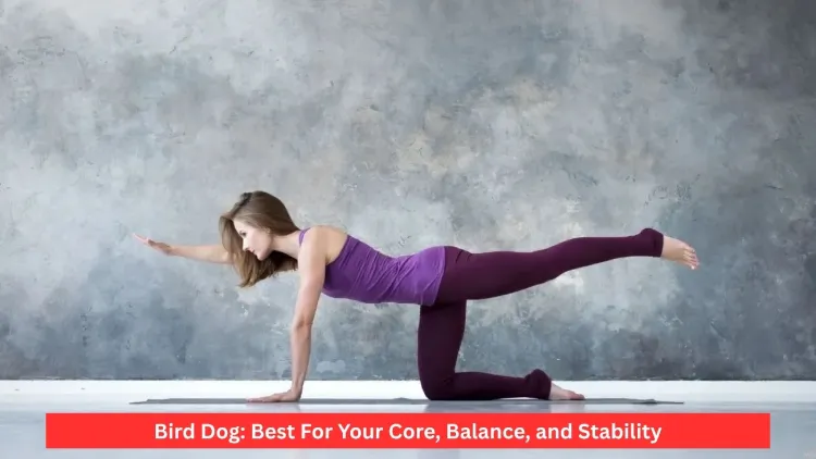 Bird Dog: Best For Your Core, Balance, and Stability