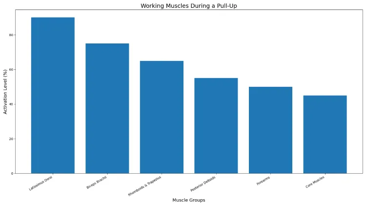 Working Muscles During a Pull-Up