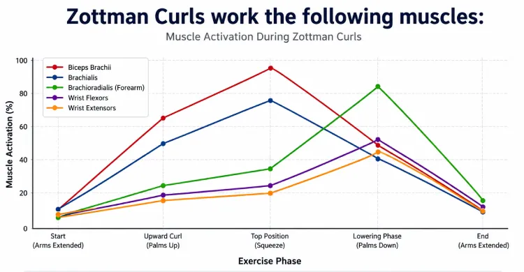Zottman Curls work the following muscles: