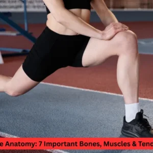 Knee Anatomy: 7 Important Bones, Muscles & Tendons