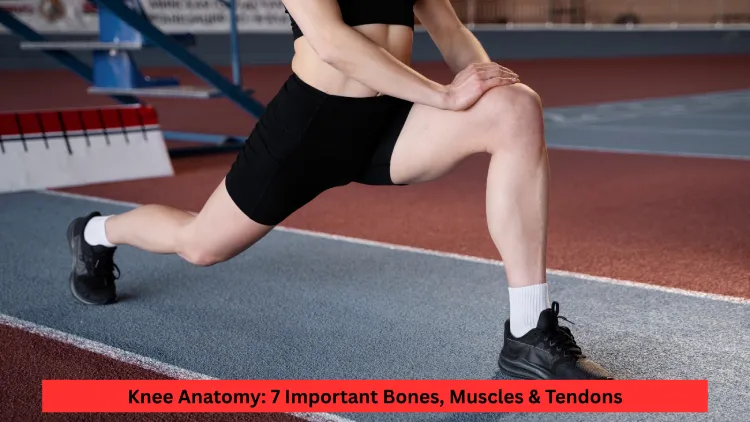 Knee Anatomy: 7 Important Bones, Muscles & Tendons